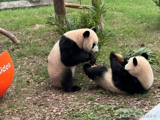么季节去合适 重庆3日游体验分享！PG麻将胡了试玩平台去重庆旅游什(图5)